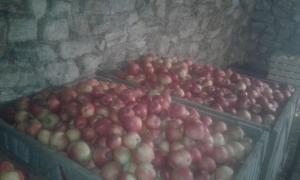 Продам недорого яблуко))))