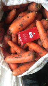 Продам Морковь Морели Нантского типа
