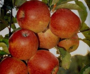 Саджанці яблуні Декоста