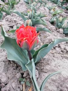 Продам голландский тюльпан пионовидный с луковицей и другие сорта