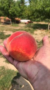 Оптовий продаж персиків з власного саду