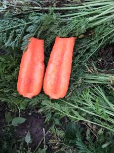 Продам моркву