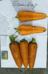 Морковь 1-й и 2-й сорта.