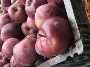 Продам яблоки, урожай 2020г
