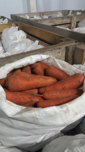 Продам морковку сорт Абако, холодильное хранение,