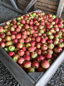 Продам яблуко врожаю 2021 року з саду