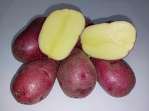 Сортова столова картопля голландської селекції