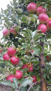 Продам яблука високої товарної якості https://apkua.com