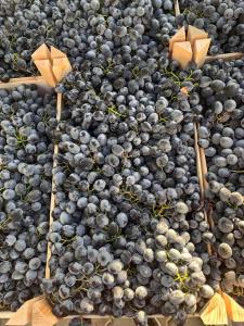 Виноград мелким и крупным оптом