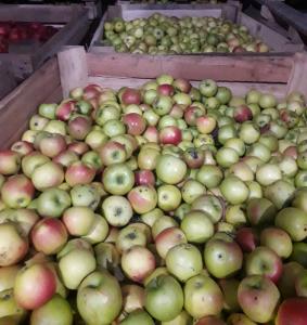Продам яблука у великій кількості