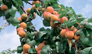 Продам абрикоси від населення опт