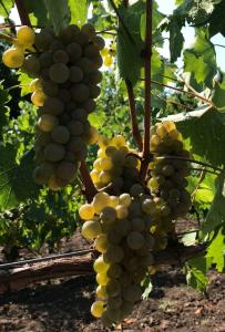 Продам виноград для виробництва вина