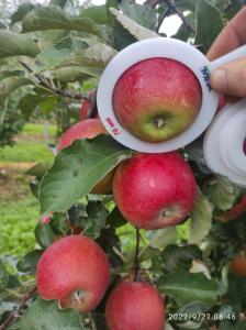 Продамо яблука із власного господарства. Черкаська область
