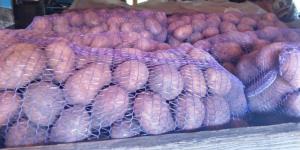 продам картоплю продовольчу сорт белла роса