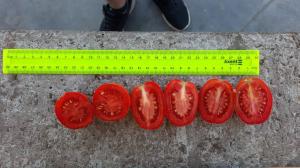 помідор з поля
