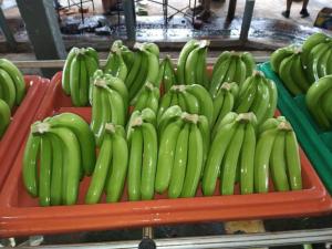 Продам банани ОПТ Эквадор, ЕС Україна, Киев