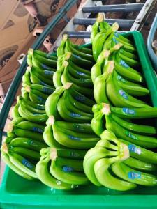 Продам банани ОПТ Эквадор, ЕС Україна, Киев