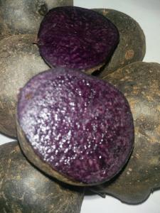 Картопля фіолетова "Purple majesty