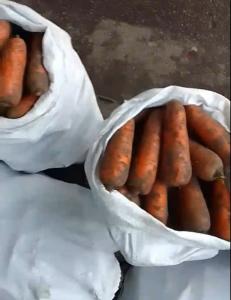 Картопля, капуста, морква, цибуля, буряк товарні та на переробку