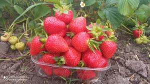 Продаж оптом полуниця свіжа