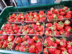 Продаж оптом полуниця свіжа