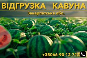 Продам Кавун. Відгрузка