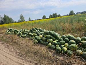 Продам кавун сорт Сенсей