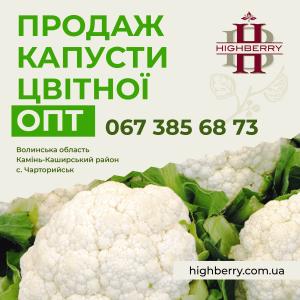 Продаж цвітної капусти з власних полів.  Великий та дрібний опт.