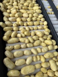 Продам молоду картоплю