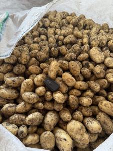 Продам молоду картоплю