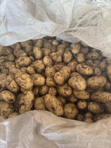 Продам молоду картоплю