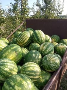 Продам КАВУНИ та ДИНІ. ОПТОМ з поля.