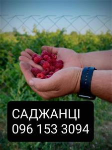 садженці малини