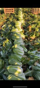 Продам пекінську капусту Опт