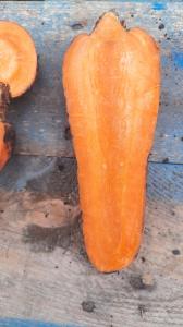 Продам товарну моркву гуртом