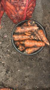 Продам товарну моркву гуртом