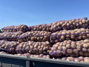 Продам картоплю товарну Рів‘єру